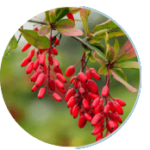 imgi_15_berberine_HCL