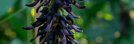 imgi_7_mucunapruriens