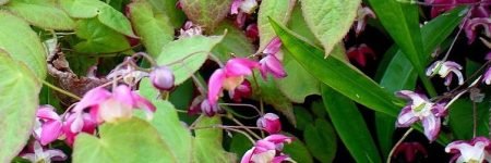 imgi_9_epimedium